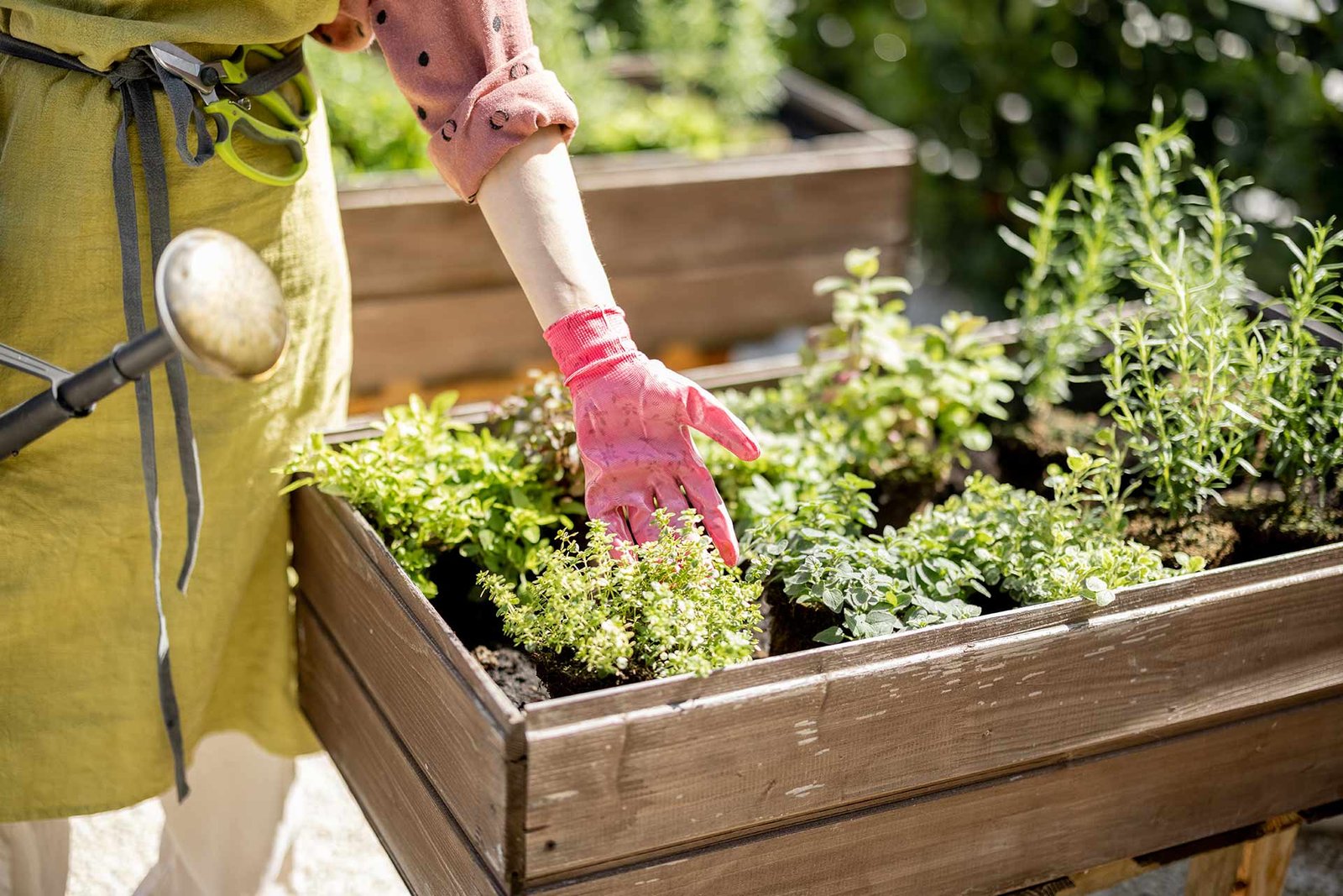 gardener taking care of herbs